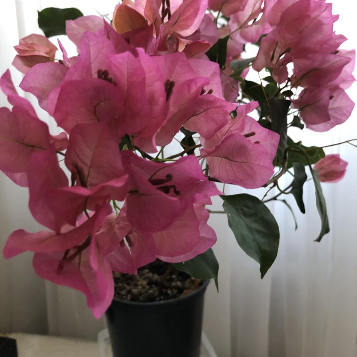 Бугенвиллии