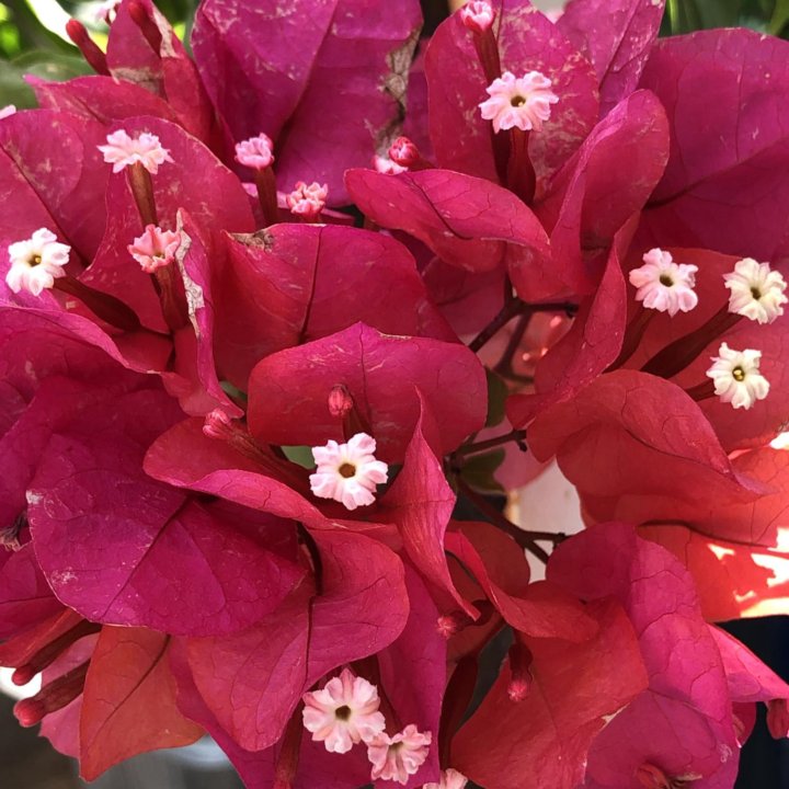 Бугенвиллии