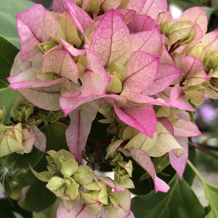 Бугенвиллии