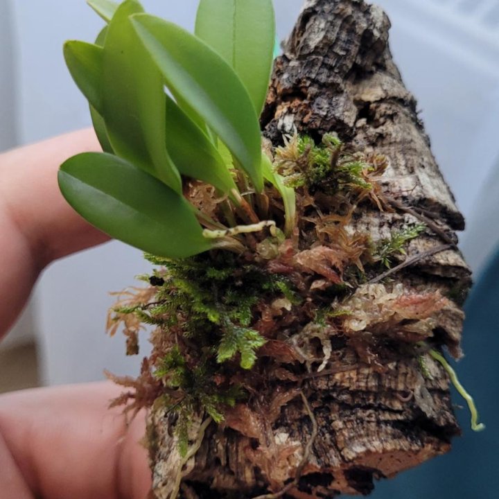 Орхидея мини pleurothallis corniculata