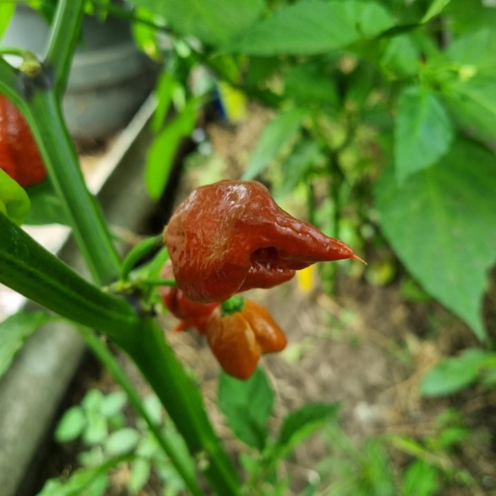 Семена острый перец Carolina reaper chocolate