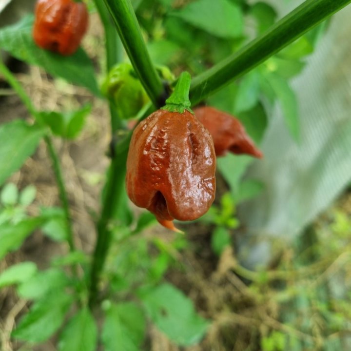 Семена острый перец Carolina reaper chocolate