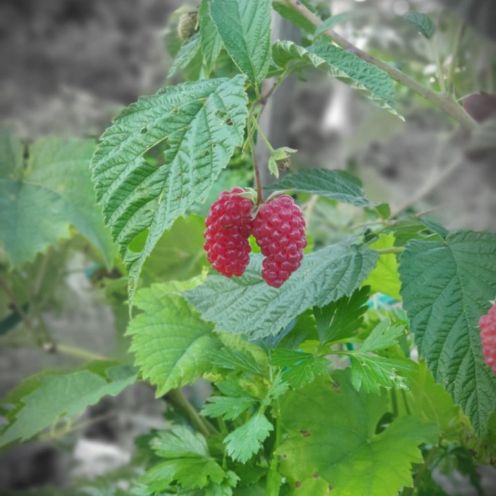 Малина, виноград, кабачки, хрен,лук, зелень