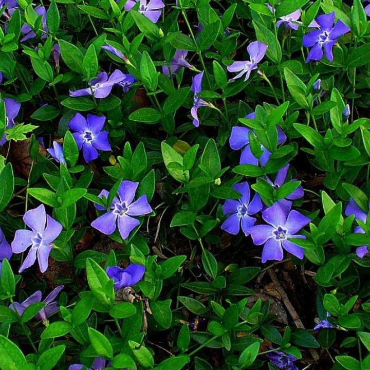 Барвинок синий