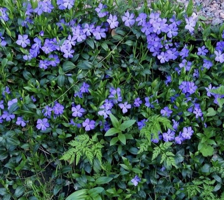 Барвинок синий