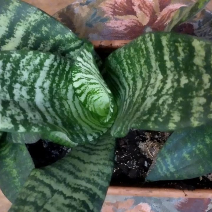 Сансевиерия