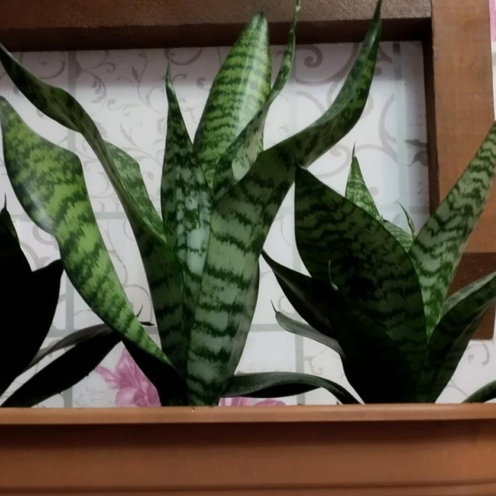 Сансевиерия