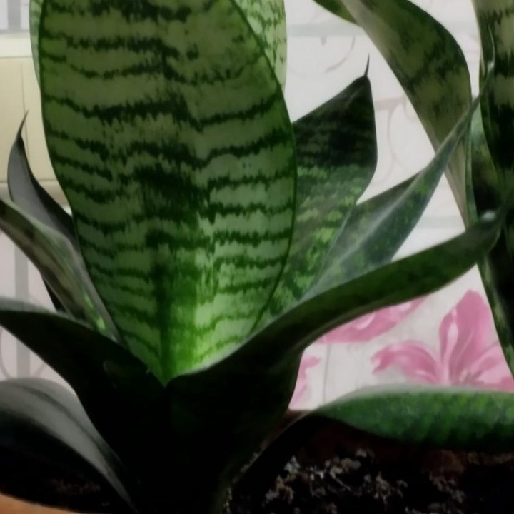 Сансевиерия