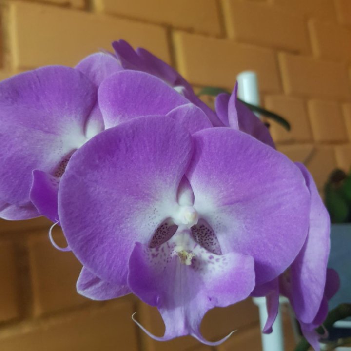 Орхидея фаленопсис (биглип)