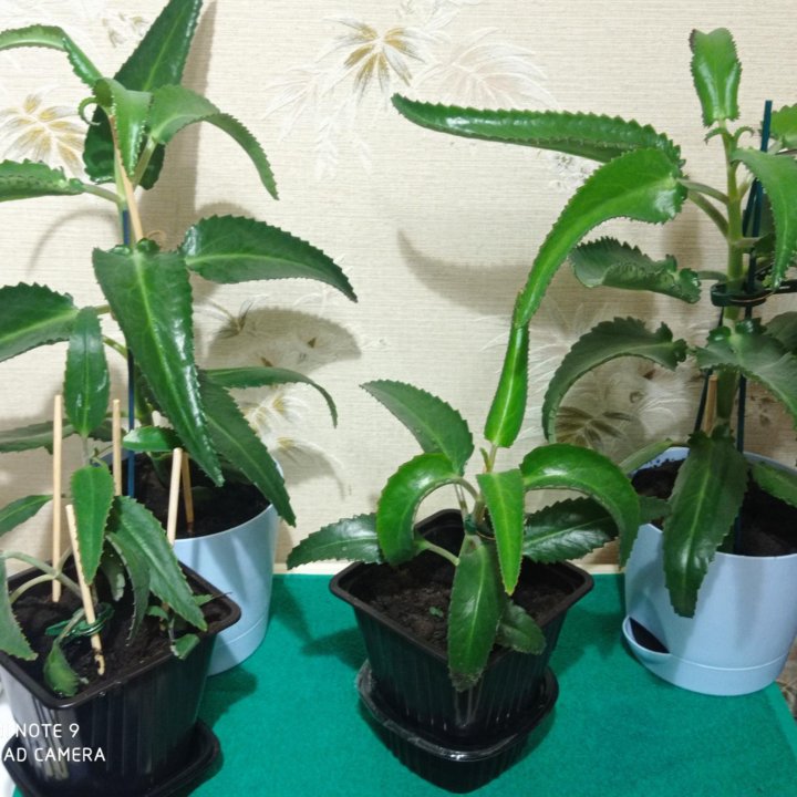 Каланхоэ лечебный