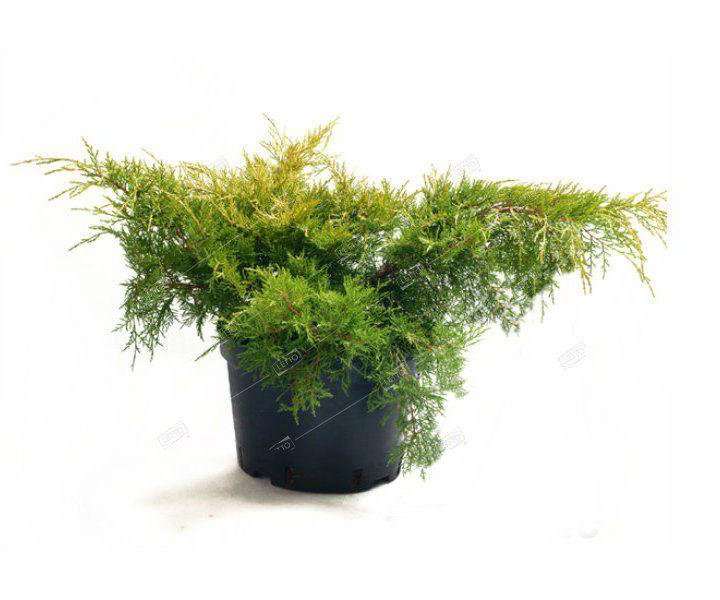 Можжевельник средний Пфитцериана Олд Голд Juniperus Pfitzeriana Old Gold 3л