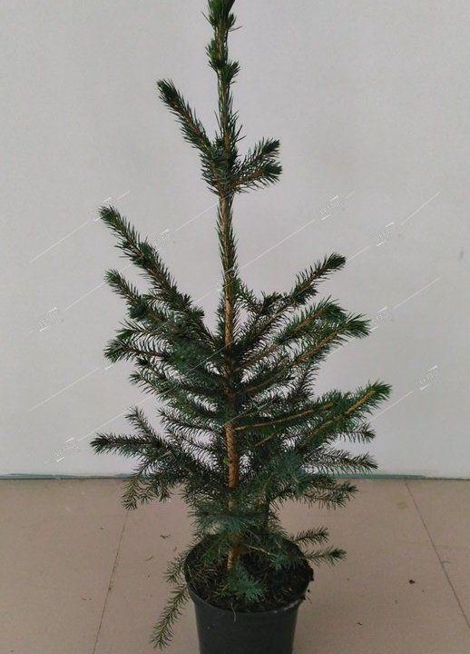 Ель колючая ф. голубая Picea pungens f. glauca 10л (Т)