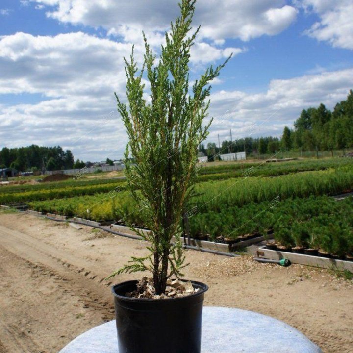 Можжевельник скальный Блю Эрроу Juniperus scopulorum Blue Arrow 2л/3л (ЗК)