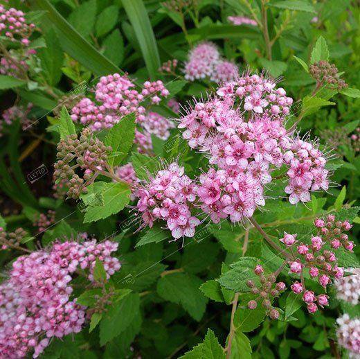 Спирея японская Литтл Принцесс Spiraea japonica Little Princess 2л/3л (П)