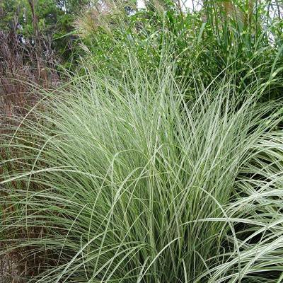 Мискантус китайский Монинг Лайт Miscanthus sinensis Morning Light 3л