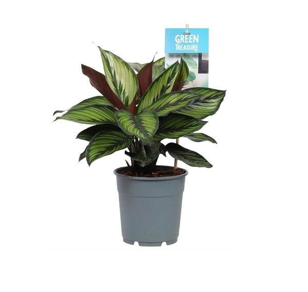 Калатея микс Calathea mix 40/12