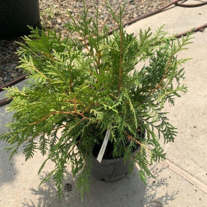 Туя западная Вудварди 20/25 Thuja occidentalis Woodwardii 2л/3л (ЗК)