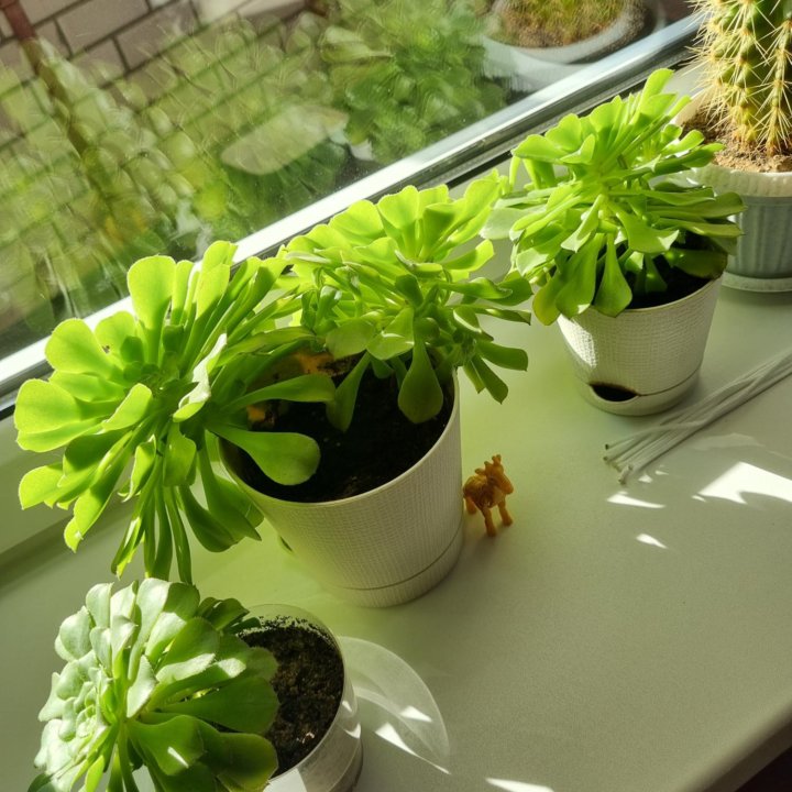 Суккуленты Эониум