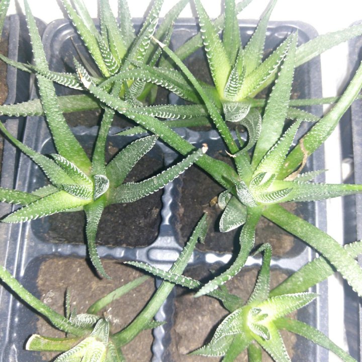 Хавортия полосатая (Haworthia fasciata)