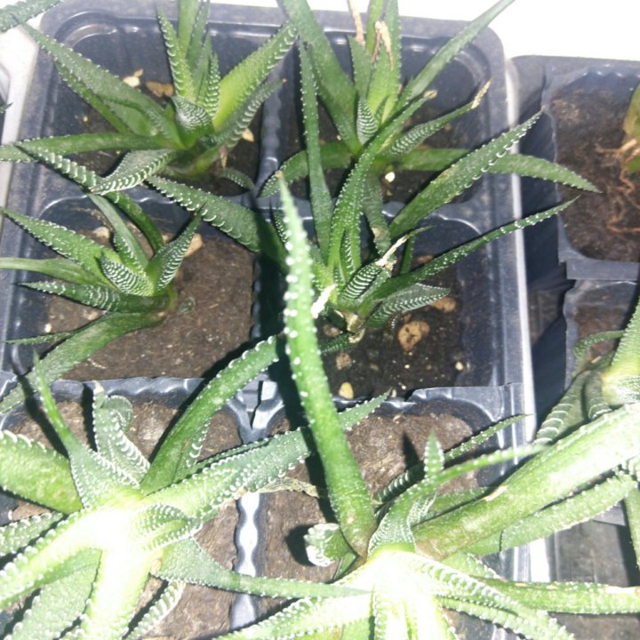 Хавортия полосатая (Haworthia fasciata)