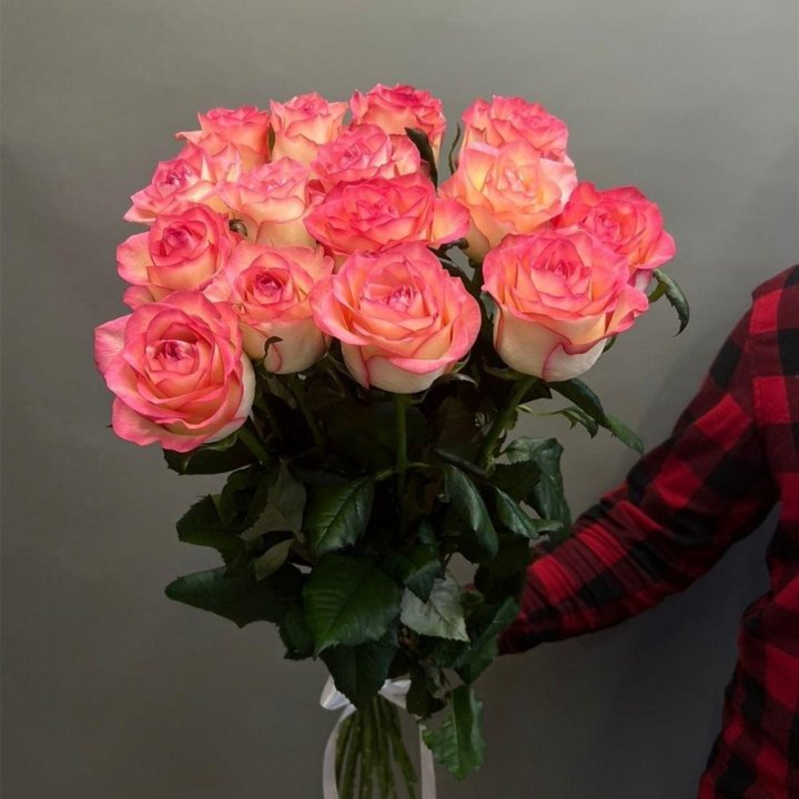 Стойкая роза Голландия роза из двух цветов