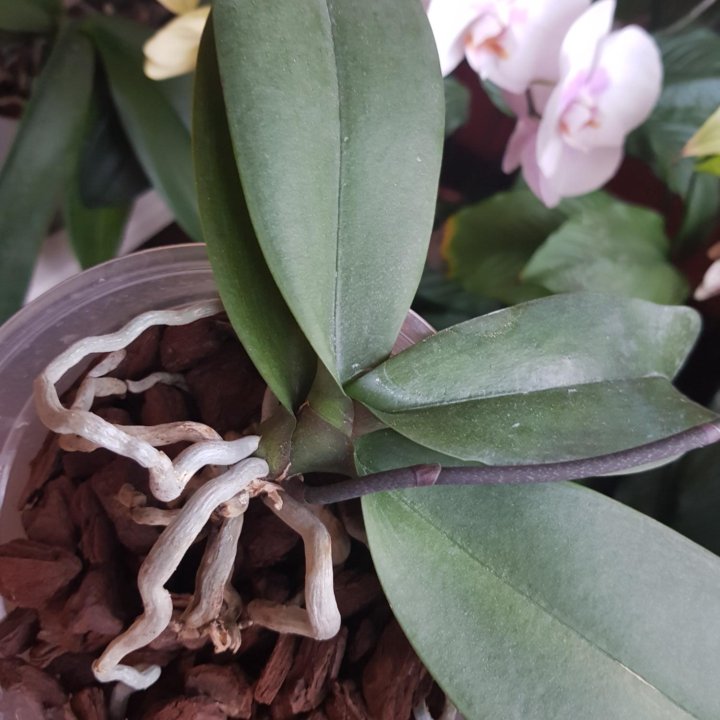 Орхидея фаленопсис (биглип)