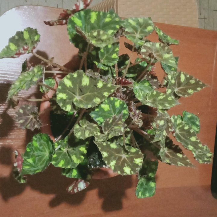 Бегония тигровая (бегония Бауэра) (Begonia bowerae