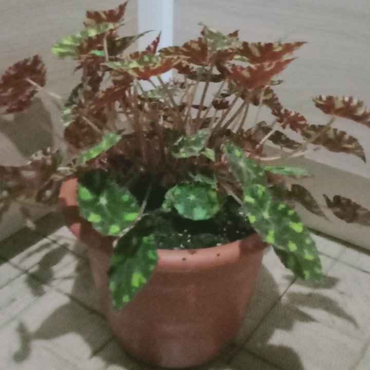 Бегония тигровая (бегония Бауэра) (Begonia bowerae