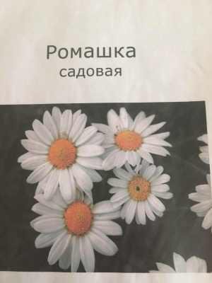 Ромашки Садовые