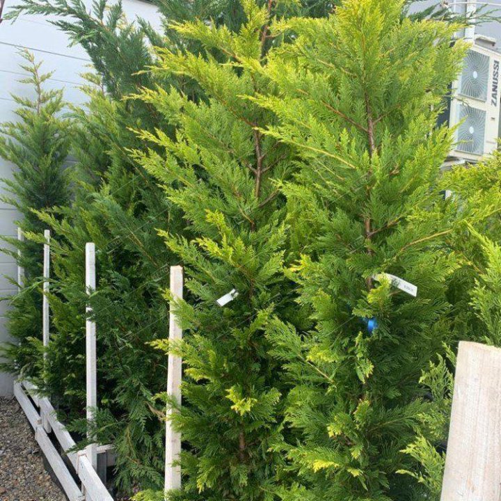 Кипарис Лейланда 250/300 Cupressocyparis leylandii 55л (И)