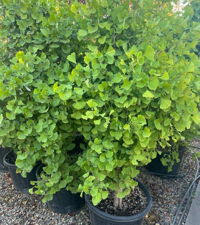 Гинкго двулопастный Фастигиата 175/200 Ginkgo biloba Fastigiata 30л (И)