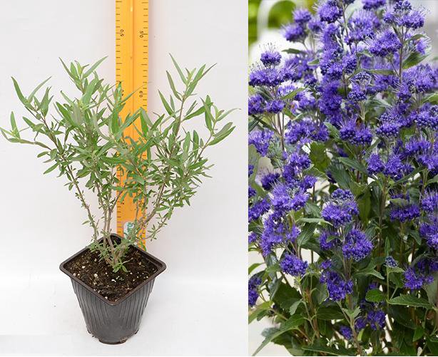 Кариоптерис кладонский Хэвенли Блю Сaryopteris clandonensis Heavenly Blue 2л (Н)