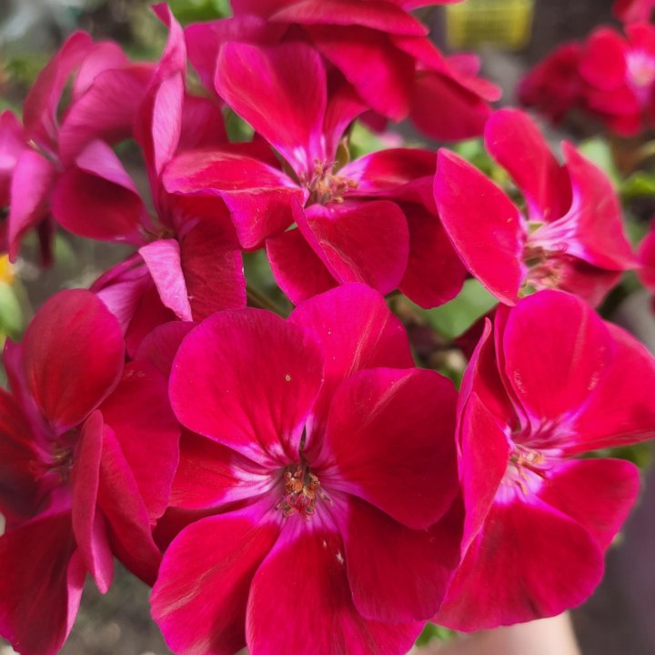 Пеларгония