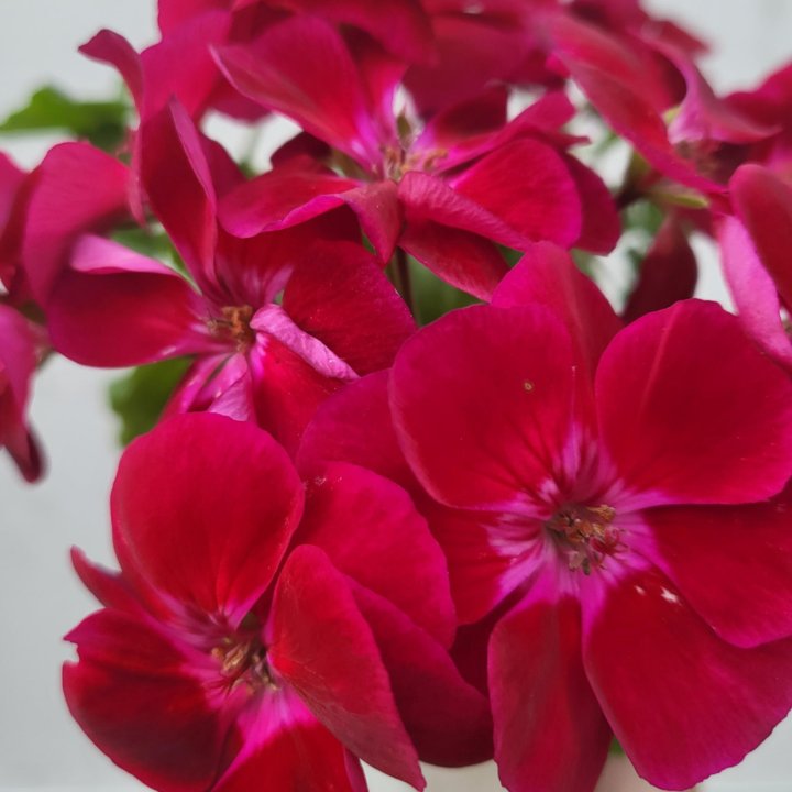 Пеларгония