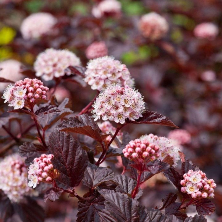 Пузыреплодник калинолистный Andre Physocarpus opulifolius Andre 2л/3л (ГМ)