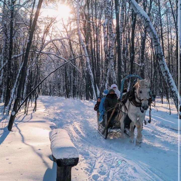 Конные прогулки