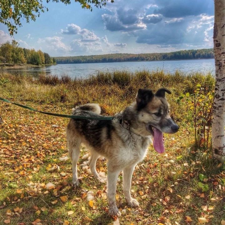 Собака в добрые руки