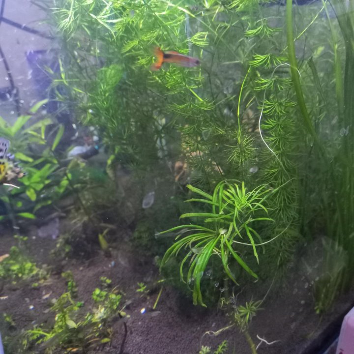 Рыбки гуппи, Растения для аквариума