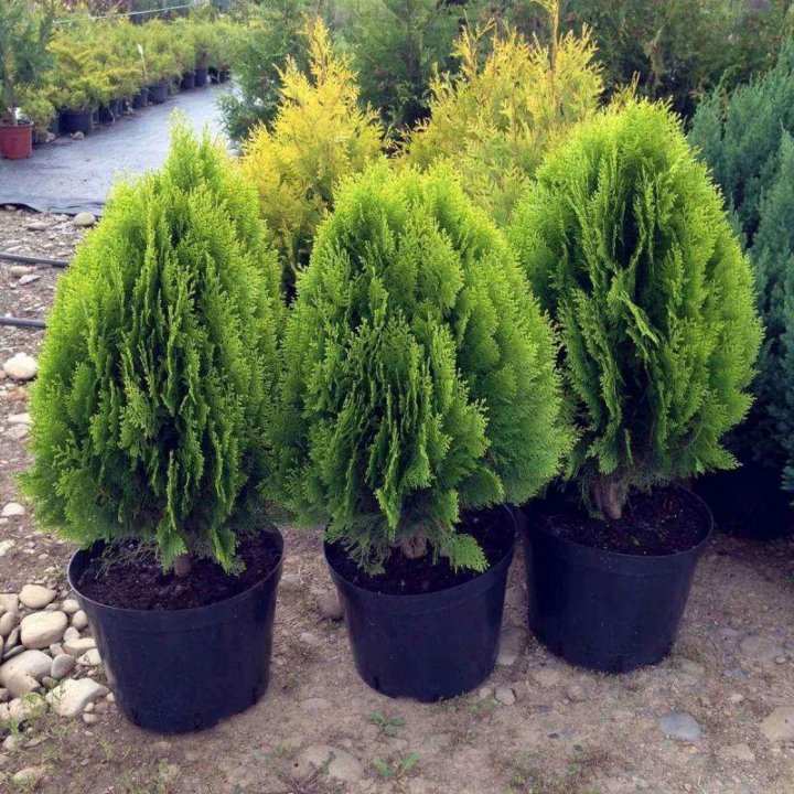 Туя восточная Джустинка Thuja orientalis Justynka 25л 100/120