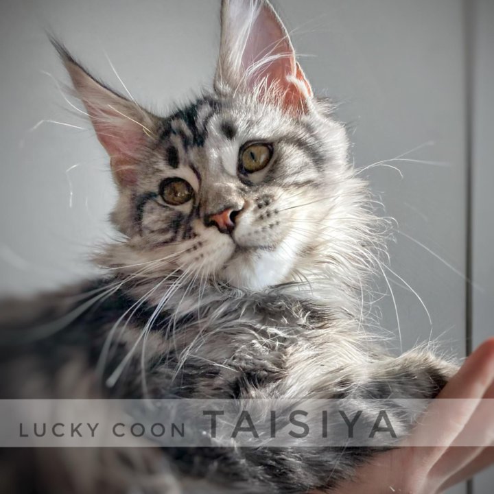 Котята мейн-кун питомник Lucky Coon