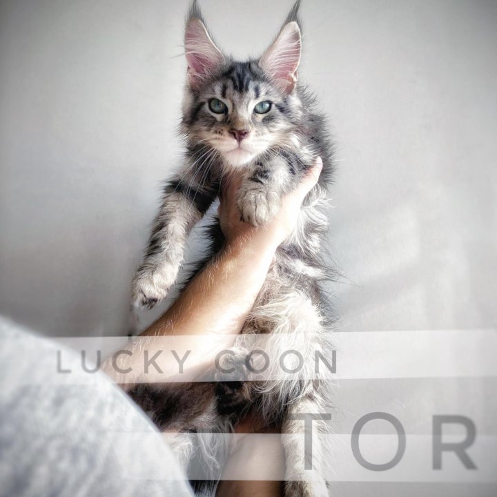 Котята мейн-кун питомник Lucky Coon