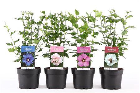 Гибискус сирийский микс Hibiscus syriacus mix 5л (Н)