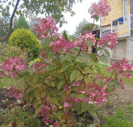 Гортензия метельчатая Саммер Лав Hydrangea paniculata Summer Love 2л/3л (Т)