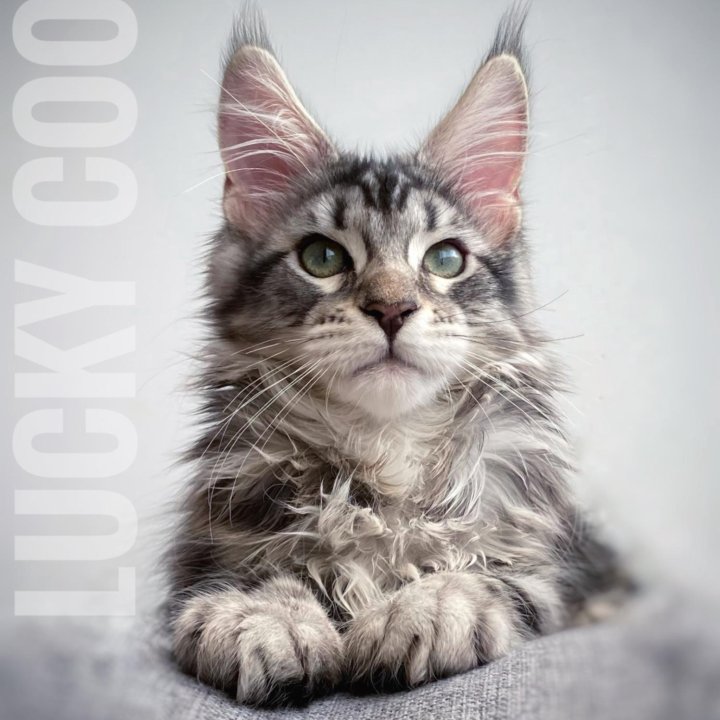 Котята мейн-кун питомник Lucky Coon