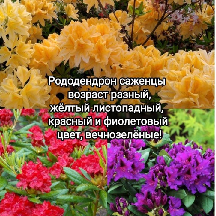 Саженцы в ассортименте