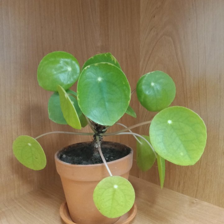 Комнатное растение Пилея пеперомиевдная