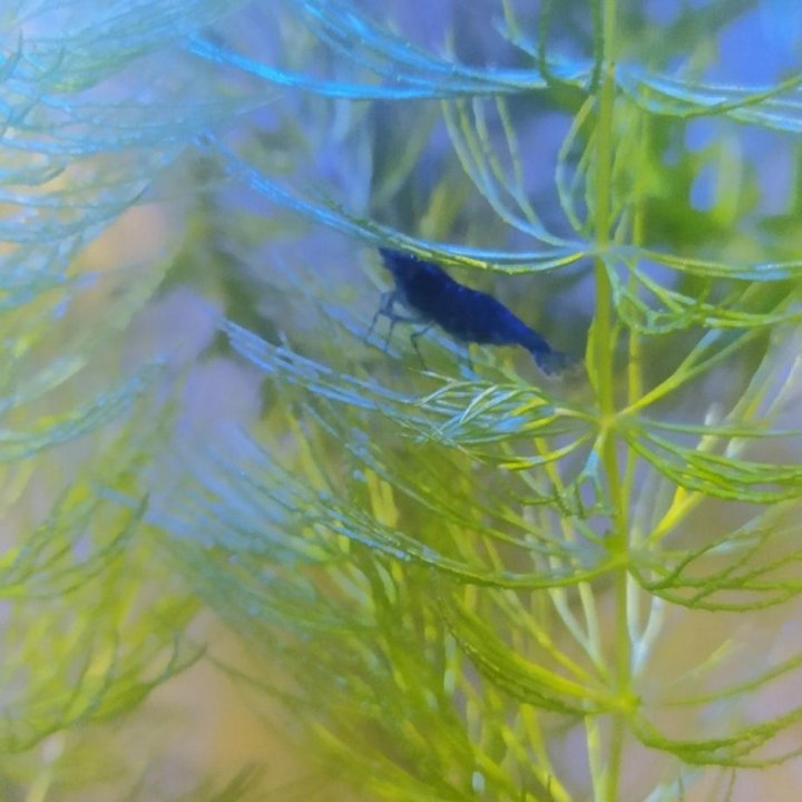 Креветки Neocaridina( Blue Dream).