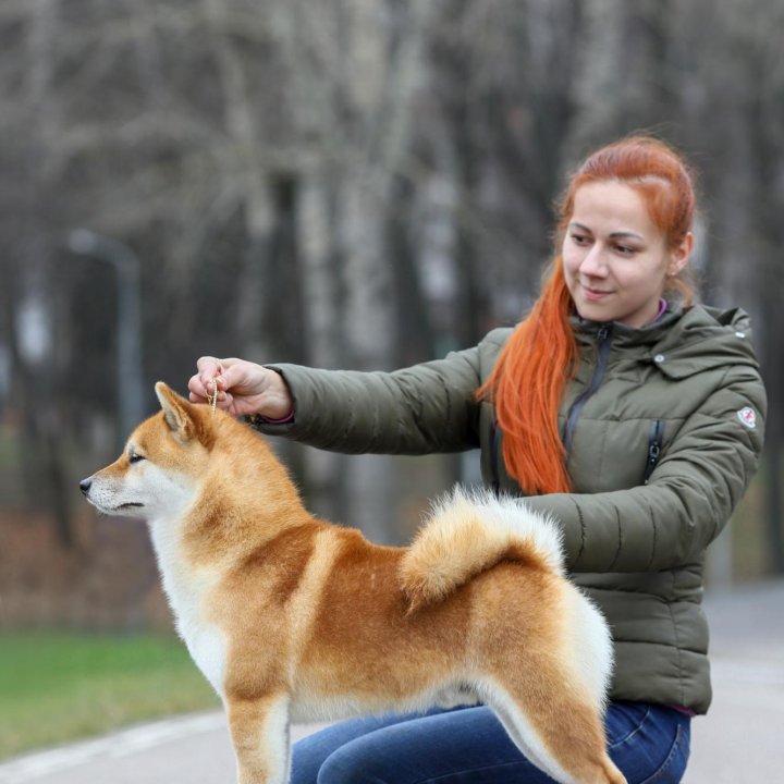 Сиба для вязки