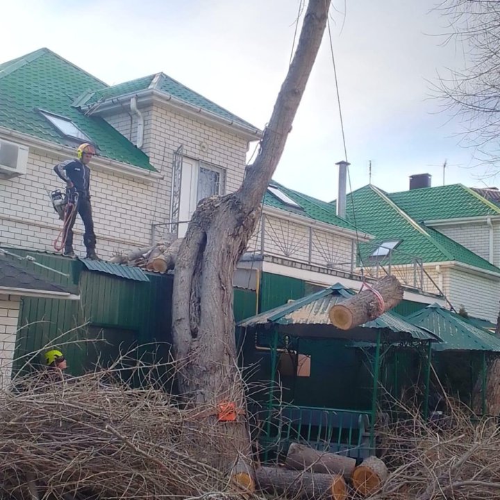 Спил деревьев В Темрюке.Санитарная обрезка