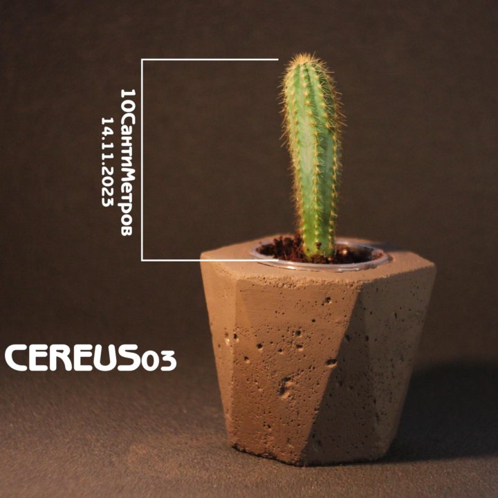 Кактус Цереус (Cereus)